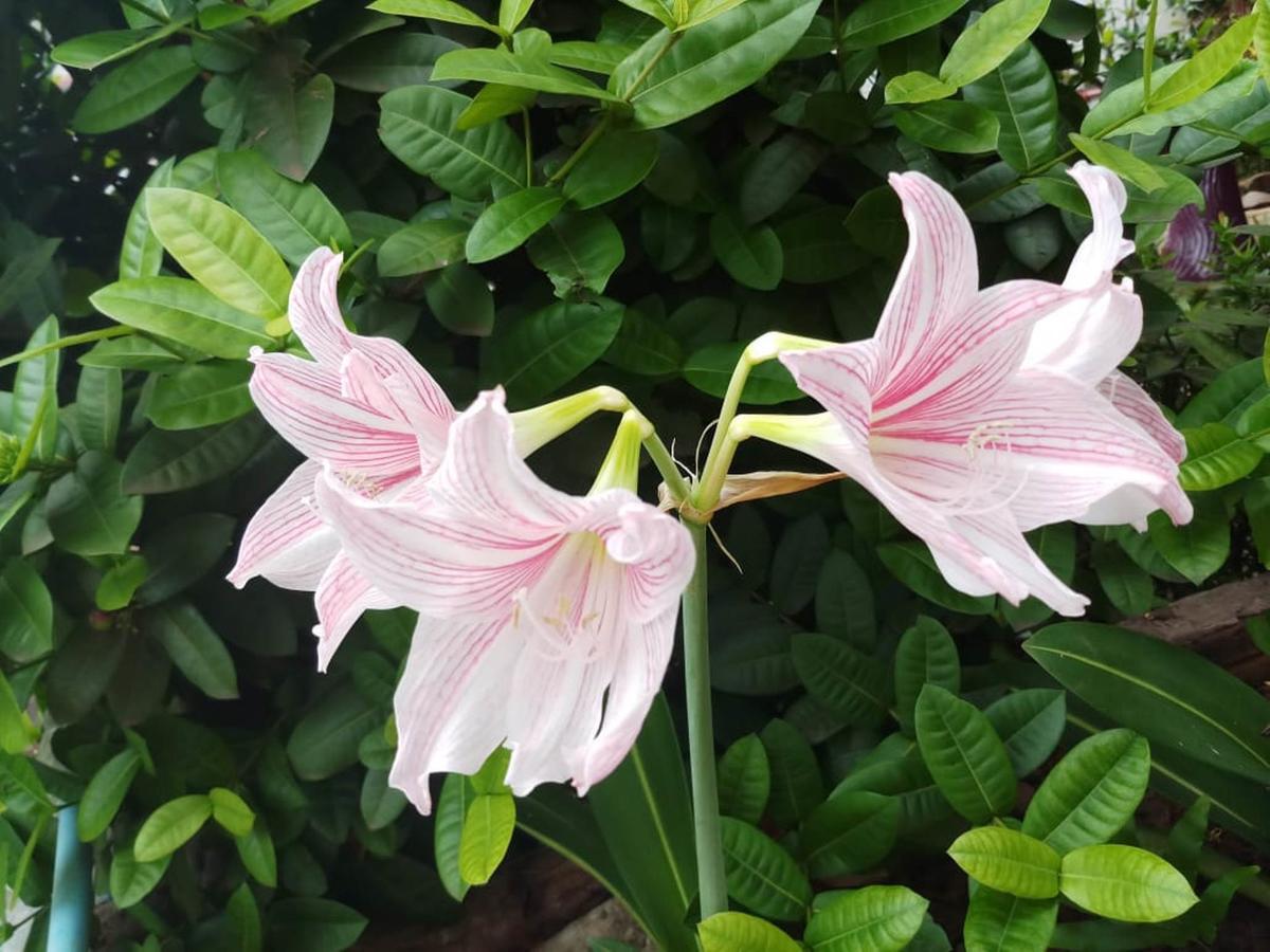 Xuanmai Garden Resort パークセー エクステリア 写真