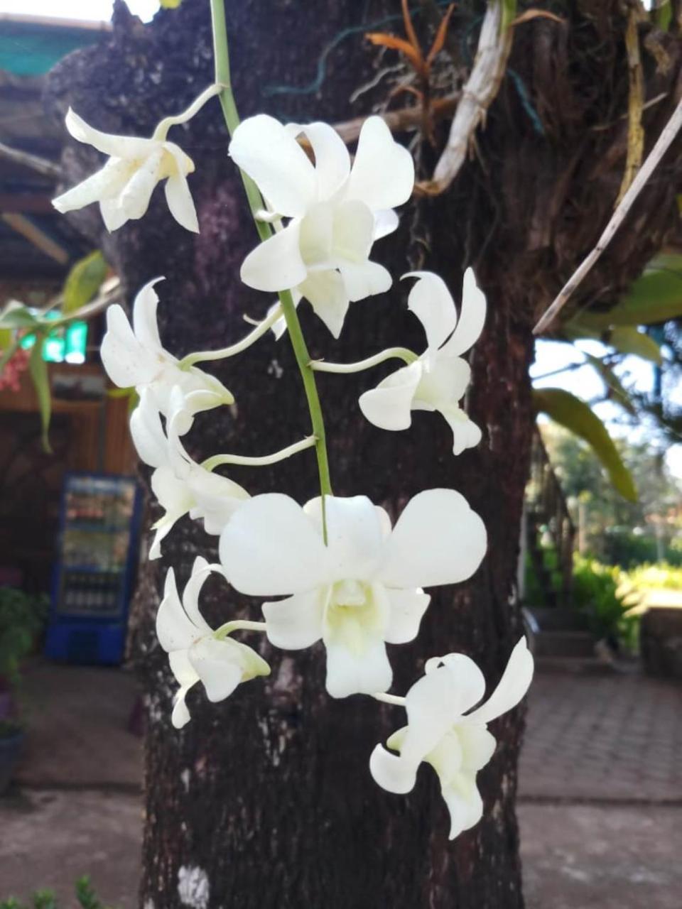 Xuanmai Garden Resort パークセー エクステリア 写真